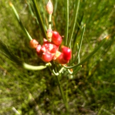Hakea microcarpa (Small-fruit Hakea) at Nunnock Swamp - 10 Mar 2024 by mahargiani