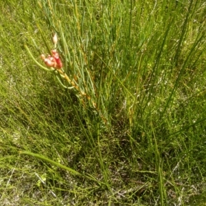 Hakea microcarpa at Nunnock Swamp - 10 Mar 2024 02:36 PM