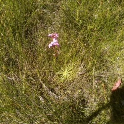 Stylidium graminifolium (Grass Triggerplant) at South East Forest National Park - 10 Mar 2024 by mahargiani