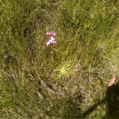 Stylidium graminifolium (grass triggerplant) at Nunnock Swamp - 10 Mar 2024 by mahargiani