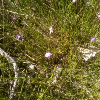 Utricularia dichotoma (Fairy Aprons, Purple Bladderwort) at Nunnock Swamp - 10 Mar 2024 by mahargiani