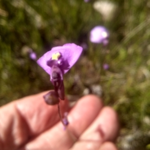 Utricularia dichotoma at Nunnock Swamp - 10 Mar 2024 02:37 PM