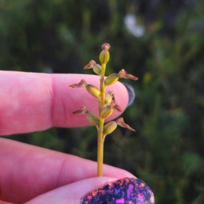 Corunastylis sp. (A Midge Orchid) at Morton National Park - 10 Mar 2024 by Csteele4