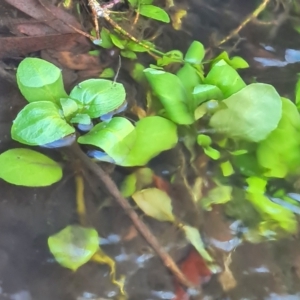 Veronica anagallis-aquatica at Namadgi National Park - 9 Mar 2024