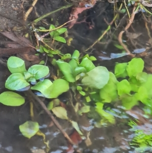 Veronica anagallis-aquatica at Namadgi National Park - 9 Mar 2024