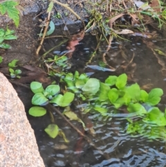 Veronica anagallis-aquatica at Namadgi National Park - 9 Mar 2024