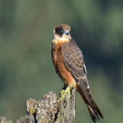 Falco longipennis (Australian Hobby) at Shepparton, VIC - 4 Apr 2018 by Petesteamer