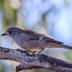 Colluricincla harmonica (Grey Shrikethrush) at Lower Goulburn National Park - 4 Apr 2018 by Petesteamer
