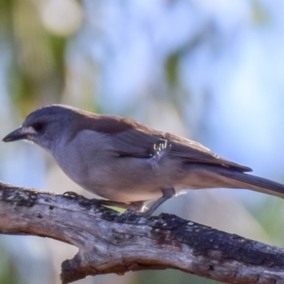 Colluricincla harmonica (Grey Shrikethrush) at Lower Goulburn National Park - 4 Apr 2018 by Petesteamer
