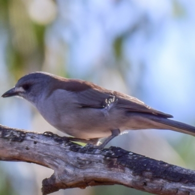 Colluricincla harmonica (Grey Shrikethrush) at Lower Goulburn National Park - 3 Apr 2018 by Petesteamer