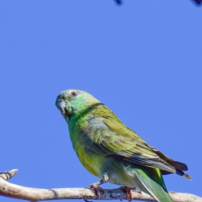 Psephotus haematonotus (Red-rumped Parrot) at Lower Goulburn National Park - 3 Apr 2018 by Petesteamer