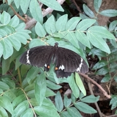 Papilio aegeus (Orchard Swallowtail, Large Citrus Butterfly) at Toowoomba City, QLD - 11 Mar 2024 by jameswilson