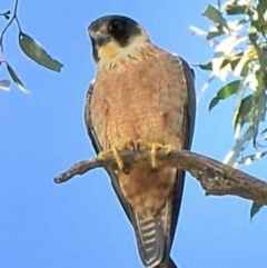 Falco longipennis (Australian Hobby) at Waggarandall, VIC - 8 Oct 2011 by Petesteamer