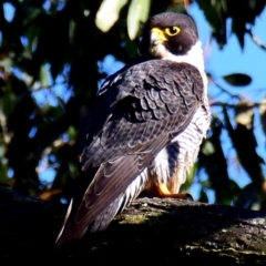 Falco peregrinus (Peregrine Falcon) at Poowong, VIC - 28 Sep 2016 by Petesteamer