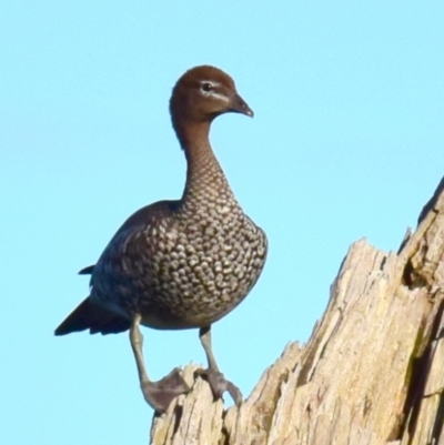 Chenonetta jubata (Australian Wood Duck) at Poowong, VIC - 27 Sep 2016 by Petesteamer