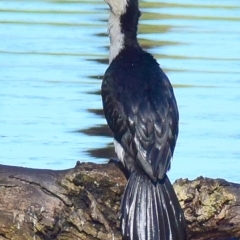 Microcarbo melanoleucos (Little Pied Cormorant) at Poowong, VIC - 27 Sep 2016 by Petesteamer