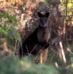 Wallabia bicolor (Swamp Wallaby) at Tarwin Lower, VIC - 7 Jul 2012 by Petesteamer