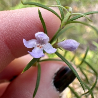 Westringia eremicola (Slender Western Rosemary) at Aranda, ACT - 11 Mar 2024 by lbradley