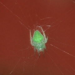 Araneus circulissparsus (species group) (Speckled Orb-weaver) at Tarwin Lower, VIC - 7 Nov 2012 by Petesteamer