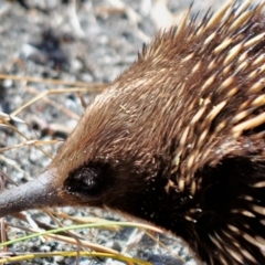 Tachyglossus aculeatus (Short-beaked Echidna) at Tarwin Lower, VIC - 10 Nov 2012 by Petesteamer