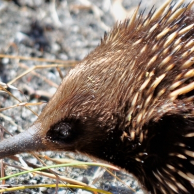 Tachyglossus aculeatus (Short-beaked Echidna) at Tarwin Lower, VIC - 11 Nov 2012 by Petesteamer