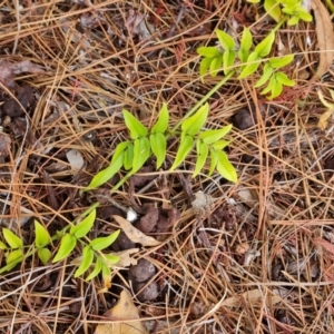 Jasminum officinale at Isaacs, ACT - 11 Mar 2024