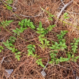 Jasminum officinale at Isaacs, ACT - 11 Mar 2024