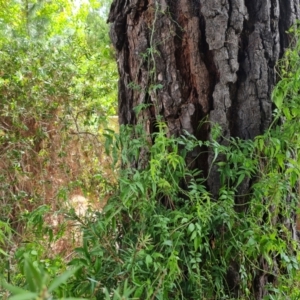 Jasminum officinale at Isaacs, ACT - 11 Mar 2024