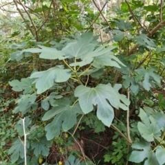 Ficus carica at Isaacs Ridge and Nearby - 11 Mar 2024