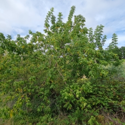 Acer negundo (Box Elder) at Isaacs Ridge - 11 Mar 2024 by Mike