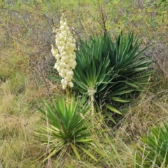 Yucca aloifolia (Spanish Bayonet) at Isaacs Ridge and Nearby - 11 Mar 2024 by Mike