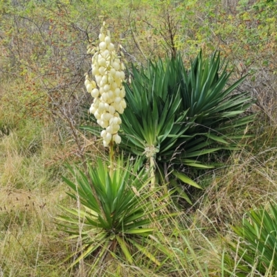 Yucca aloifolia (Spanish Bayonet) at Isaacs Ridge - 10 Mar 2024 by Mike