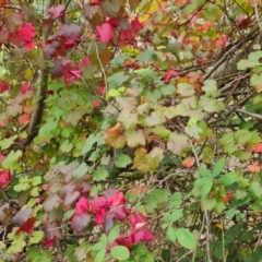 Vitis sp. (A grapevine) at Isaacs Ridge - 10 Mar 2024 by Mike