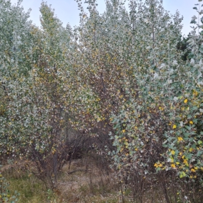 Populus alba (White Poplar) at Isaacs Ridge and Nearby - 10 Mar 2024 by Mike