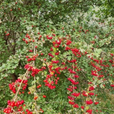 Crataegus monogyna (Hawthorn) at Isaacs Ridge and Nearby - 10 Mar 2024 by Mike