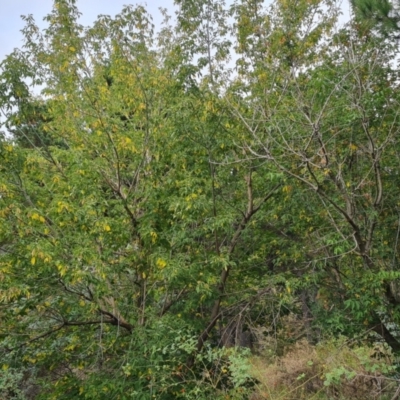 Acer negundo (Box Elder) at Isaacs Ridge and Nearby - 11 Mar 2024 by Mike