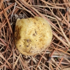 Scleroderma sp. (Scleroderma) at Isaacs Ridge - 10 Mar 2024 by Mike