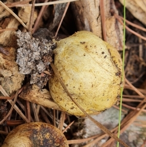 Scleroderma sp. at Isaacs Ridge and Nearby - 11 Mar 2024