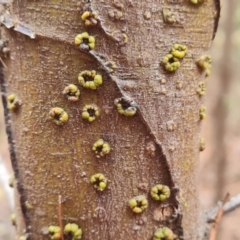 Unverified Other Plant Gall at Isaacs Ridge and Nearby - 11 Mar 2024 by Mike