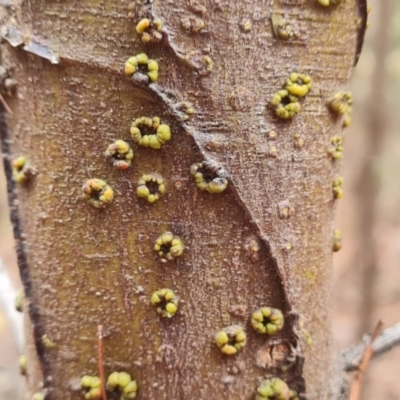 Unverified Other Plant Gall at Isaacs Ridge and Nearby - 11 Mar 2024 by Mike