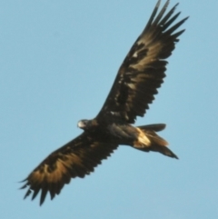 Aquila audax (Wedge-tailed Eagle) at Tarwin Lower, VIC - 23 Feb 2013 by Petesteamer