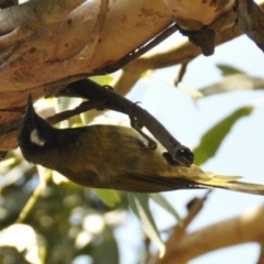 Nesoptilotis leucotis (White-eared Honeyeater) at Tarwin Lower, VIC - 23 Feb 2013 by Petesteamer