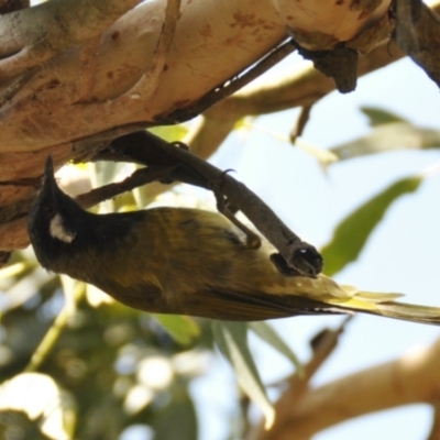 Nesoptilotis leucotis (White-eared Honeyeater) at Tarwin Lower, VIC - 23 Feb 2013 by Petesteamer