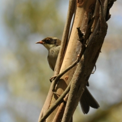 Melithreptus lunatus (White-naped Honeyeater) at Tarwin Lower, VIC - 24 Feb 2013 by Petesteamer
