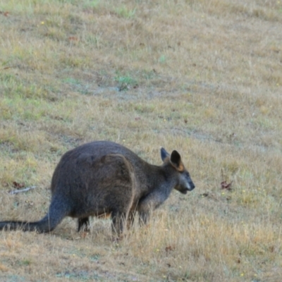 Wallabia bicolor (Swamp Wallaby) at Tarwin Lower, VIC - 24 Feb 2013 by Petesteamer