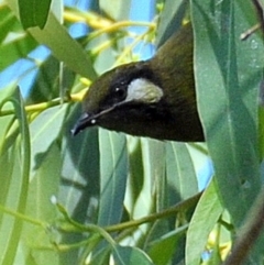 Nesoptilotis leucotis (White-eared Honeyeater) at Tarwin Lower, VIC - 26 Jan 2014 by Petesteamer