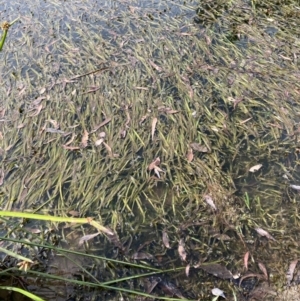 Vallisneria australis at CHC300: Calvary Hospital Pond - 11 Mar 2024 10:46 AM