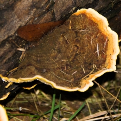 Unidentified Pored or somewhat maze-like on underside [bracket polypores] at Tarwin Lower, VIC - 3 Jun 2017 by Petesteamer