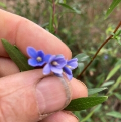 Billardiera heterophylla (Western Australian Bluebell Creeper) at Bruce Ridge - 10 Mar 2024 by JohnGiacon