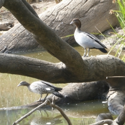 Chenonetta jubata (Australian Wood Duck) at Bruce, ACT - 10 Mar 2024 by JohnGiacon